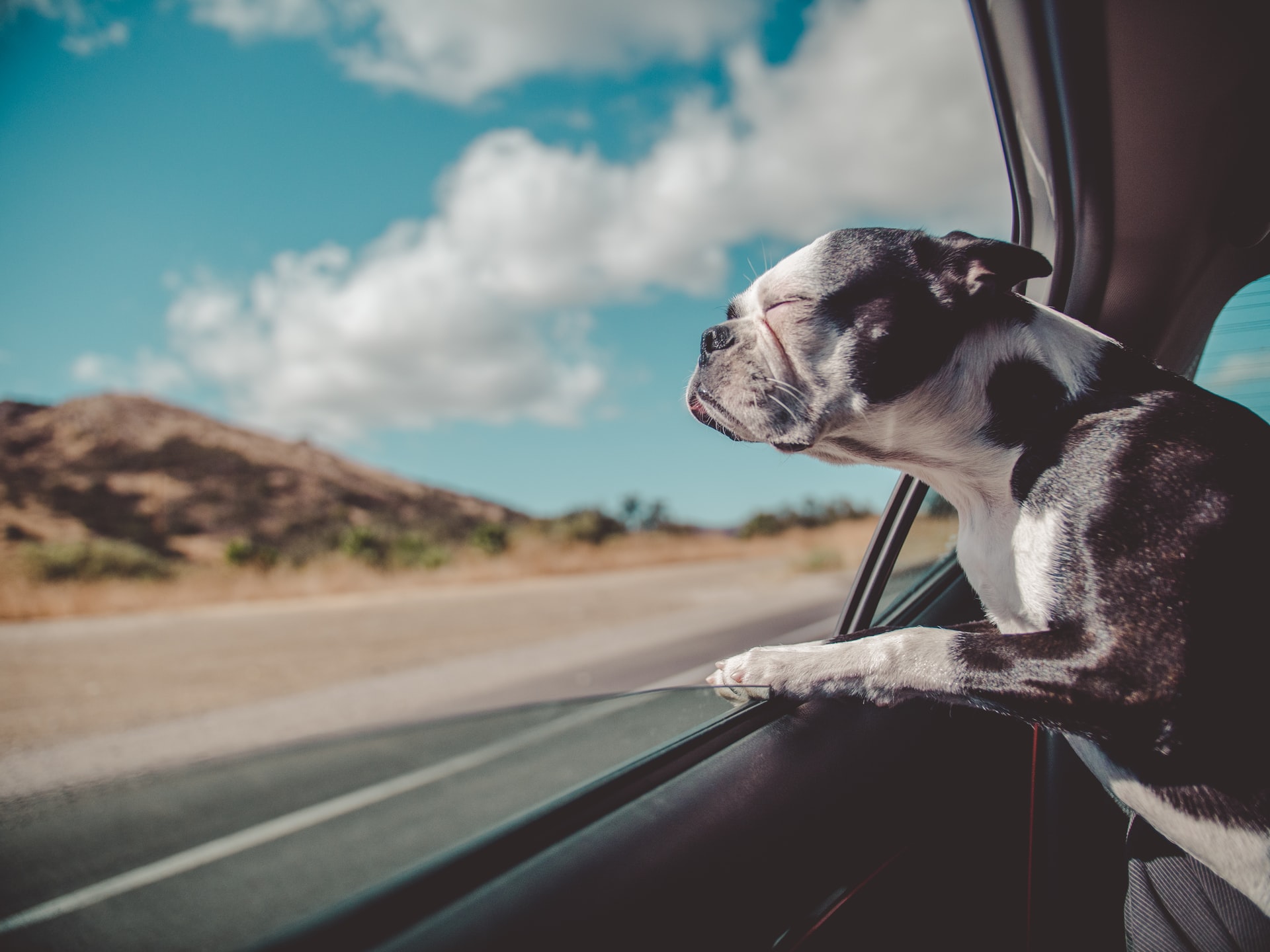 Preparing for a Road Trip With Your Fuzzy Friend